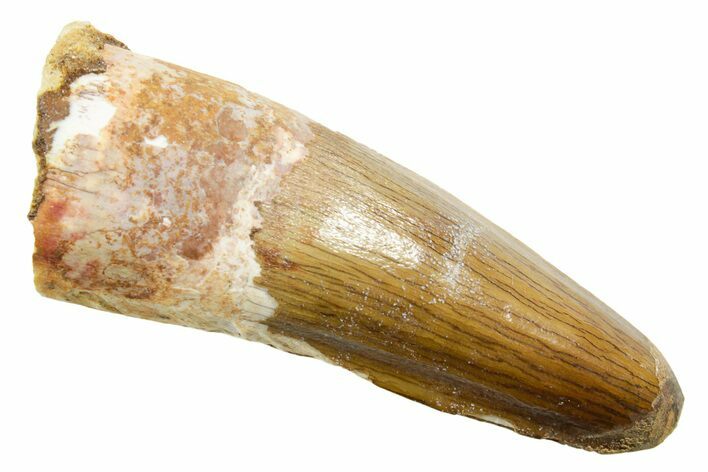 Fossil Spinosaurus Tooth - Real Dinosaur Tooth #362911